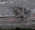 Acronicta_rumicis_bs3630