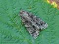 Acronicta_rumicis_hy4470