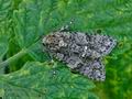 Acronicta_rumicis_hz3837