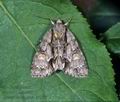 Acronicta_strigosa_10285