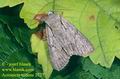 Acronicta_tridens_2737