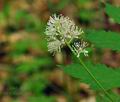 Actaea_spicata_bj5616