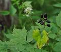 Actaea_spicata_hz9283