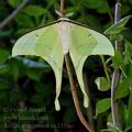 Actias_ningpoana_ak1356