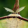 Actias_ningpoana_ak1361