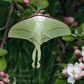 Actias_ningpoana_ak2204