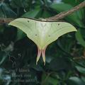 Actias_selene_ai6885