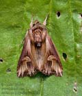 Actinotia_polyodon_jm5803s