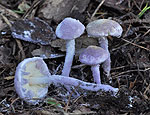 cystolepiota_bucknallii_cr6299