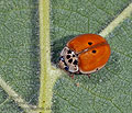 Adalia_decempunctata_ab6398