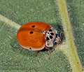 Adalia_decempunctata_ab6399