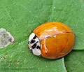 Adalia_decempunctata_bs5882