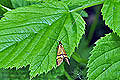 Adela_degeerella_bt9560