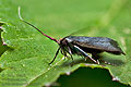 Adela_reaumurella_jm5298s