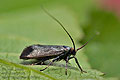 Adela_reaumurella_jm5465s