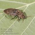 Adelocera_murina_ab6401
