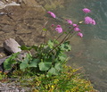 Adenostyles_alpine_r0792