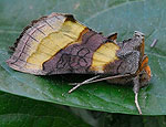 diachrysia_chrysitis_hz3222