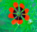 Adonis_aestivalis_ae3842