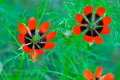Adonis_aestivalis_ae3850