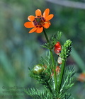 Adonis_aestivalis_ca0488