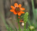 Adonis_aestivalis_ca0502