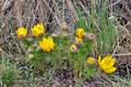 Adonis_vernalis_cg5640