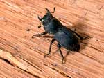 dorcus_paralellopipedus_6328