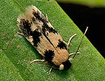 ectoedemia_decentella_jm7132s.jpg