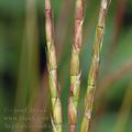 Aegilops_cylindrica_af0731