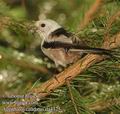 Aegithalos_caudatus_da4325