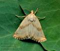 Aegle_semicana_jh8167s