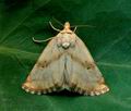 Aegle_semicana_jh8181s