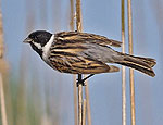 emberiza_schoeniclus_pf3118