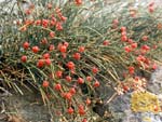 ephedra_distachya_6552