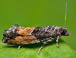 epinotia_nisella_cn9611s