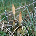 equisetum_telmateia_4749