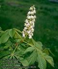 Aesculus_hippocastanum_4626