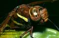 aeshna_grandis_2545