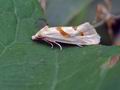 Aethes_smeathmanniana_hy3827