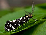 euplocamus_anthracinalis_ch9440s