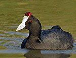 fulica_cristata_k5004