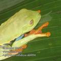 Agalychnis_callidryas_dd4894