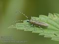 Agapanthia_villosoviridescens_a233