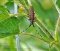 Agapanthia_villosoviridescens_bj6848