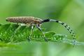 Agapanthia_villosoviridescens_bj6879