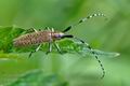 Agapanthia_villosoviridescens_bj6884