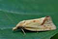 Agapeta_hamana_cn2399s