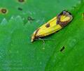 Agapeta_zoegana_hy5620