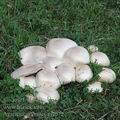 Agaricus_arvensis_aj4072